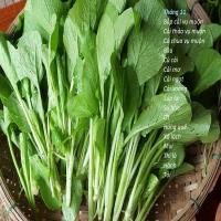 Tháng 11 trồng cây gì